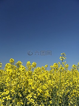油菜,字段,收獲