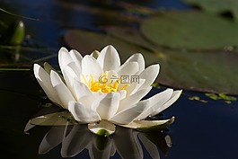 水,花,自然