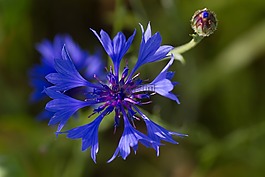 藍色,花,特寫