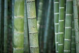 竹,绿色,性质