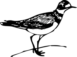 鳥,物種,寶