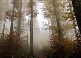 森林,秋季,葉子