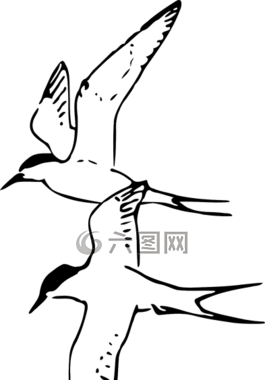 燕鸥,鸟飞,北极鸟