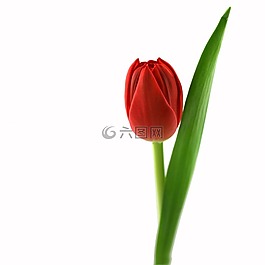 郁金香,紅色,開花
