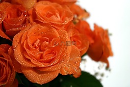 玫瑰,花束,婚禮