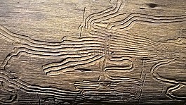 木材,樹(shù)干,這棵老樹(shù)
