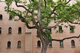 樹,庭院,正面