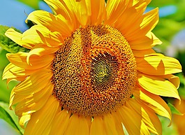 太陽花,夏季,花園