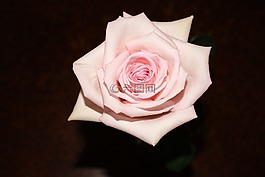 粉紅色,玫瑰,盛開