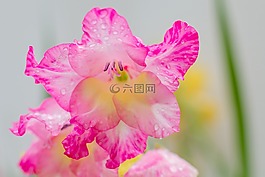 開花,花,紫