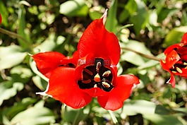花,郁金香,紅色