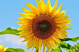 太陽花,夏季,花園