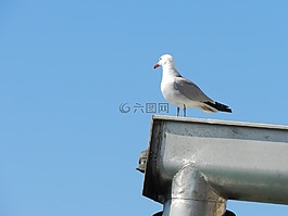 海鷗,鳥,動(dòng)物
