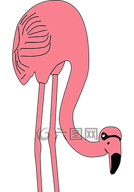 火烈鳥(niǎo),粉紅色,動(dòng)物