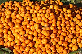 橘子,橙色,食品