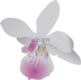 蝴蝶,蘭花,花