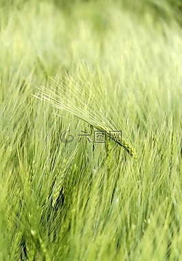 谷物,榮譽(yù),麥田