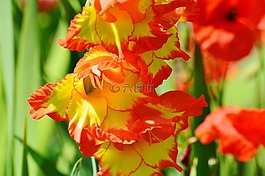 花,紅色,黃色