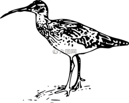 柯卢,鸟,动物群