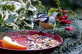動物,鳥,藍雀