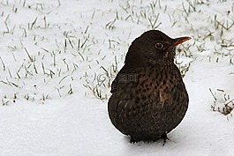 動(dòng)物,鳥,黑鳥