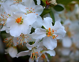花,春,新鮮