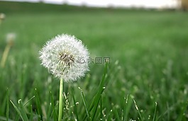草,春,綠色
