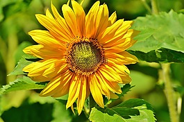 太陽花,蜜蜂,夏季