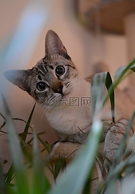 貓,肖像,小貓