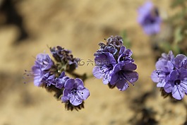 花,紫色,紫色花