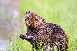 比弗,池,野生動物