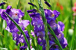 唐菖蒲,藍(lán)色,夏季