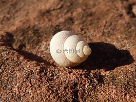 海螺,紋理,詳細