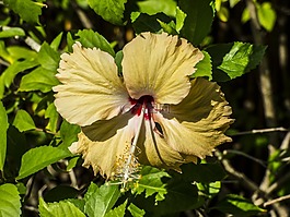花,亞洲,中國(guó)