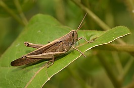 蝗蟲,性質(zhì),昆蟲