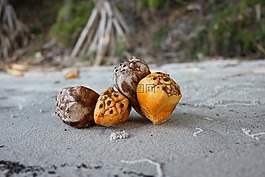 pandanas 種子,pandanas 棕櫚,海灘