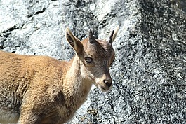 摩羯座,tierkind,山