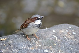 關(guān)閉,鳥,麻雀