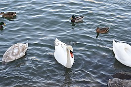 天鵝,水,鳥