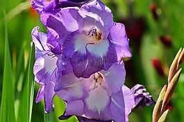 唐菖蒲,藍(lán)色,夏季