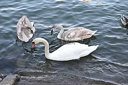 天鵝,水,鳥