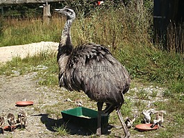 鳥,花束,鴕鳥