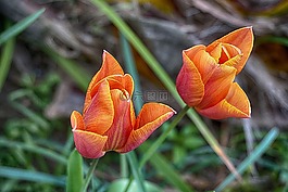 鮮花,郁金香,顏色