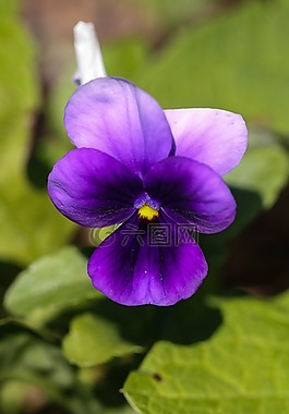 三色堇,花,夏天花