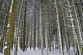 冬天,森林,雪
