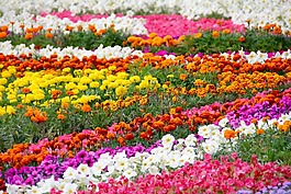 鮮花,床,花園