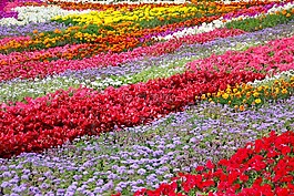 鮮花,床,花園