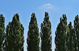樹木,天空,云