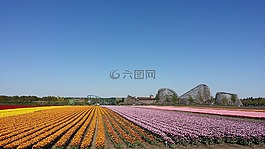 鮮花,過山車,venlo