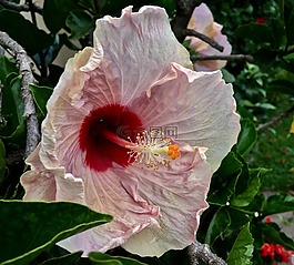 ibisco,粉红色的花瓣,花